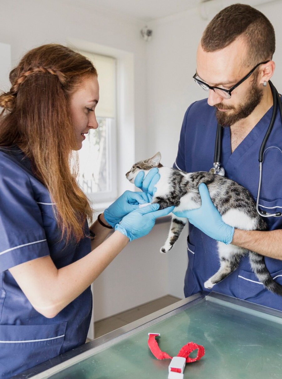 Prise en charge chat